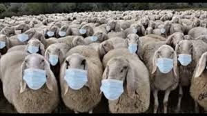 (Photo de moutons masqués)