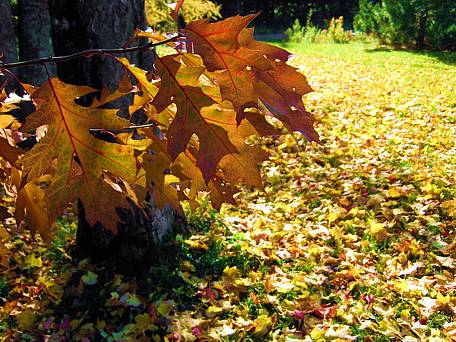 (Paysage d'automne)